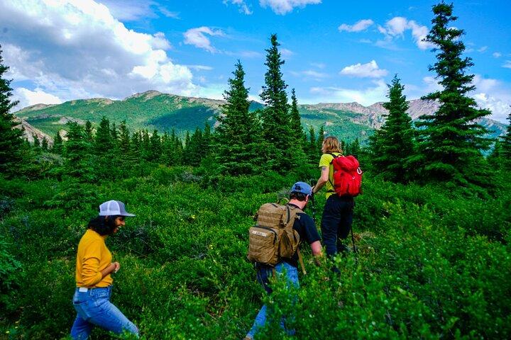 Denali Off-Trail Hiking Adventure (4 Hours) w/Expert Naturalist