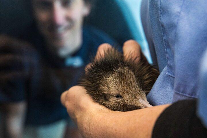 National Kiwi Hatchery - guidad tur till Kiwimötet