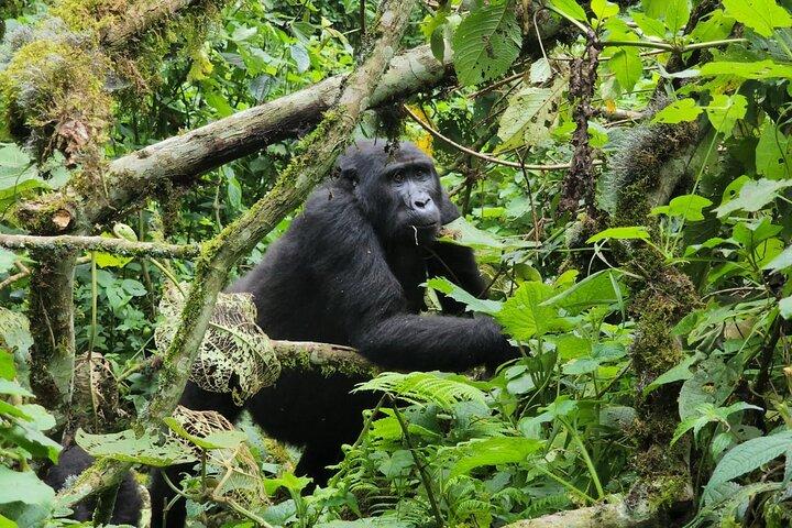 7 Tage Abenteuer mit Primaten und Wildtieren in Uganda