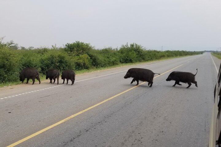7 dage med Uganda Primates and Wildlife Adventure