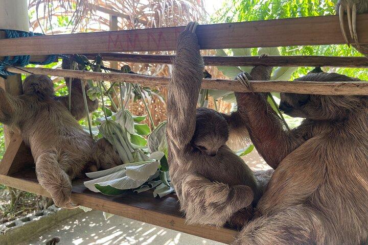 Snorkeling Monkey and Sloth Park in Roatan
