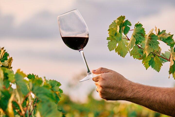 Tour por Maipú 3 bodegas con almuerzo + olivícola todo incluido!
