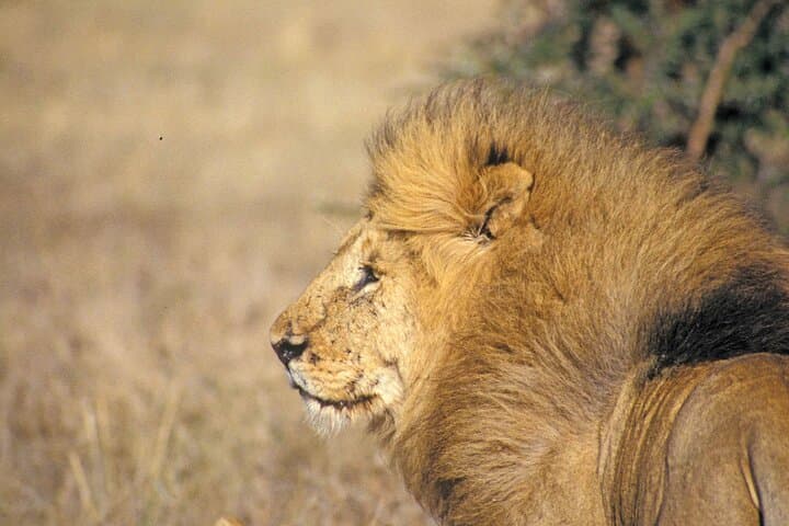 Day Tour at Nairobi National Park and Giraffe Centre