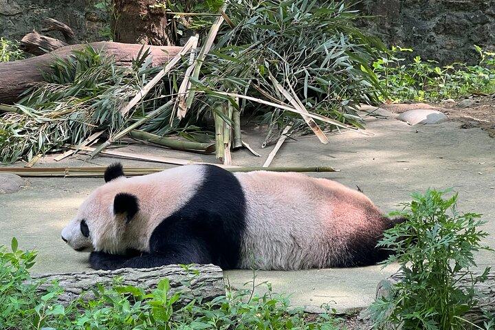 Dagstur i Chengdu