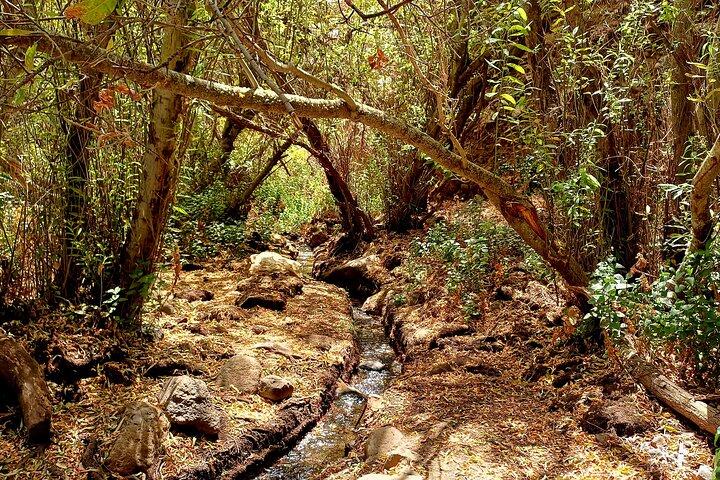 Escursioni nelle Cascate e nella Foresta pluviale con guide locali: Sky Rebels