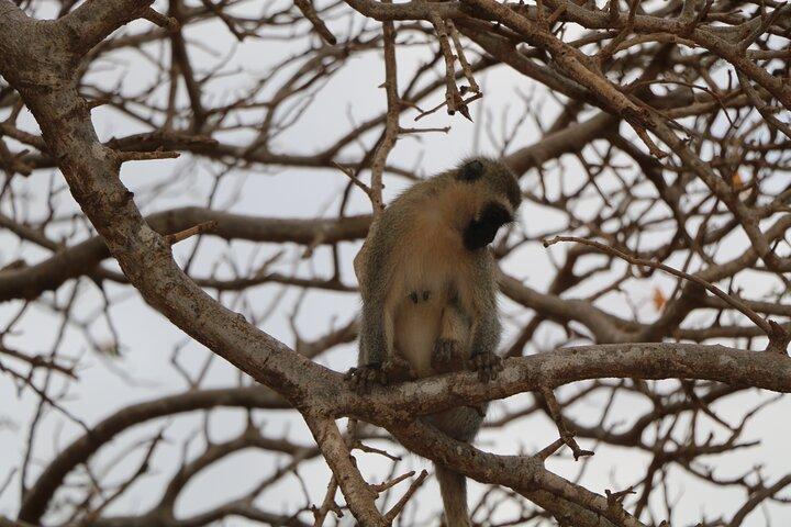 Safari de 5 dias para Tsavo East, Tsavo West e Saltlick de Mombasa