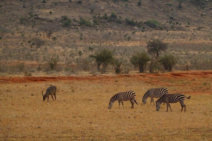 Safari de 5 dias para Tsavo East, Tsavo West e Saltlick de Mombasa