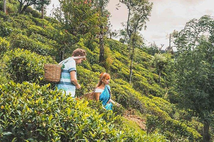 Theepluk- en theefabriekbezoek vanuit Kandy