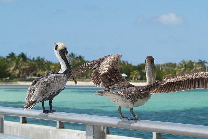 Miami til Key West Bus Tour med Narration