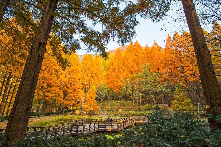 Jangtaesan Autumn Foliage & Daejeon Highlights Day Tour da Seoul