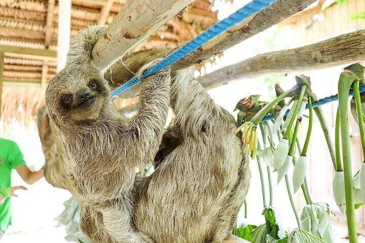 ロアタン島オリジナルのジップ＆ディップ：ジップライン、ナマケモノ、ウェストベイビーチ