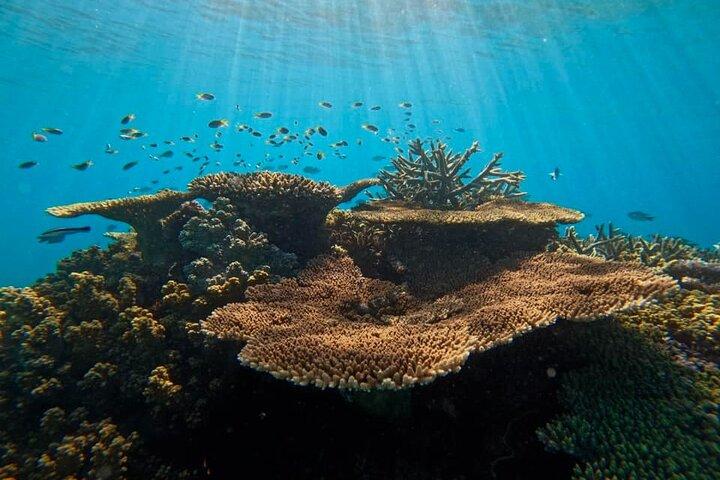 Great Barrier Reef Kleine Gruppe Schnorchelabenteuer
