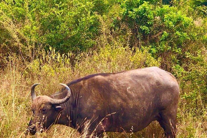 Excursion d'une demi-journée au parc national de Nairobi