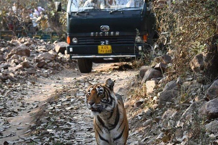 Ranthambore Tiger Safari Day Trip from Jaipur