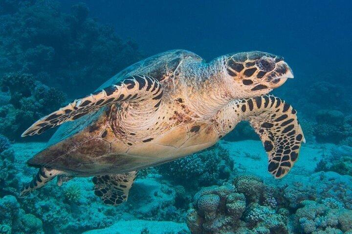 Pacote de 3 dias - 6 mergulhos de barco para mergulhador certificado