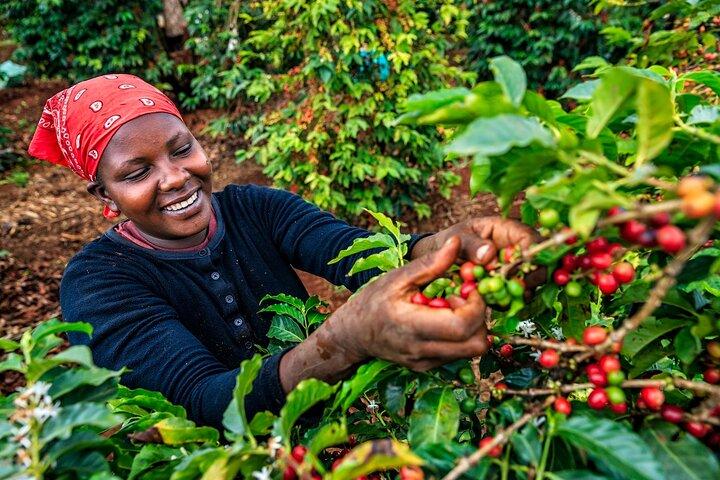Tour privato alla fattoria del caffè Karunguru