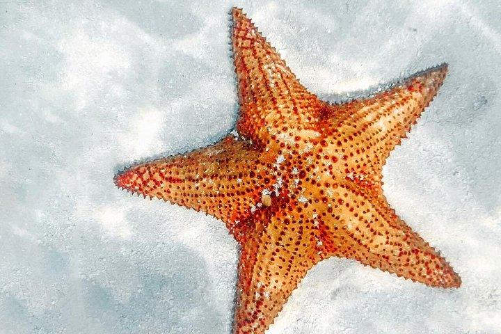 Excursão à Ilha Eco Saona saindo de Punta Cana