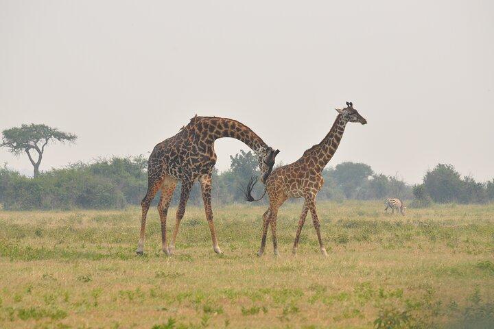 5日間ミッドレンジバルーンサファリタランギル、ンゴロンゴロ＆セレンゲティ