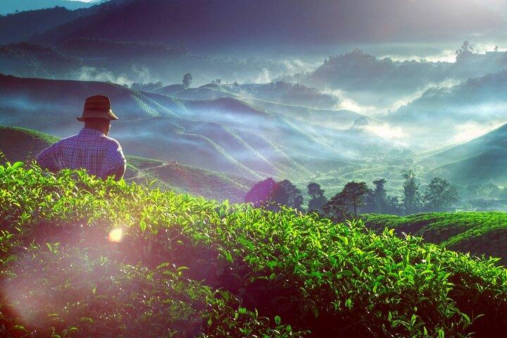 Viaggio naturalistico privato alle Cameron Highlands da Kuala Lumpur