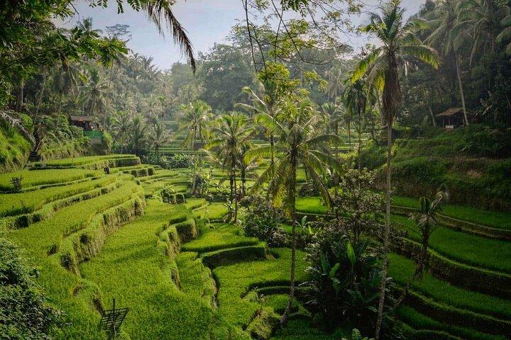 Ubud Tour mit Affenwald, Reisterrasse, Wasserfall, Tempel
