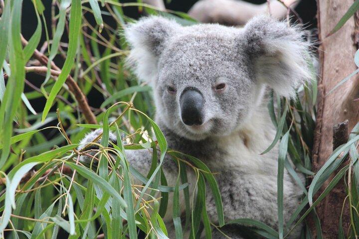 シドニーの野生カンガルーとクルーズ：プライベートな野生動物アドベンチャー