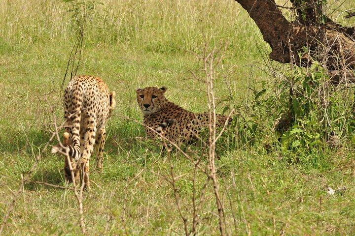 7 - Day Big Five & Great Migration Safari