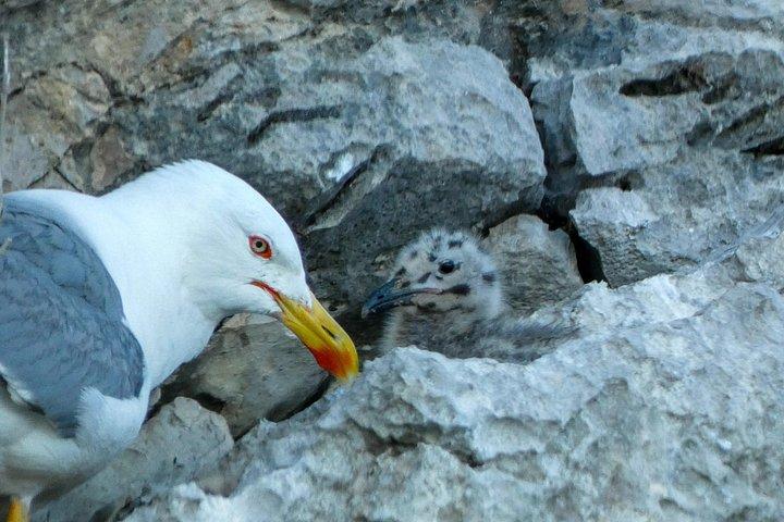 アラビダで海洋生物学者と一緒にイルカとクジラを観察します。