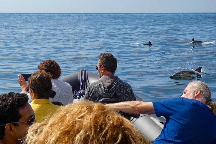 アラビダで海洋生物学者と一緒にイルカとクジラを観察します。