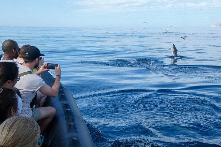 アラビダで海洋生物学者と一緒にイルカとクジラを観察します。