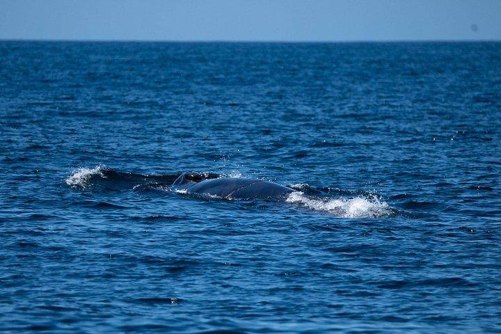 アラビダで海洋生物学者と一緒にイルカとクジラを観察します。