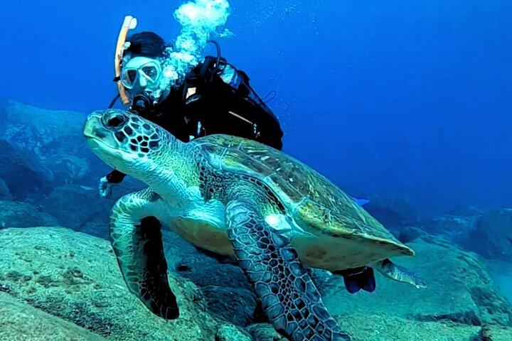 Tenerife First Time Scuba Dive – Turtle Habitat, Small Groups