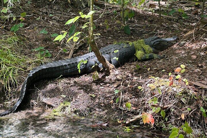 Gator View Clear Kayak Springs Tour