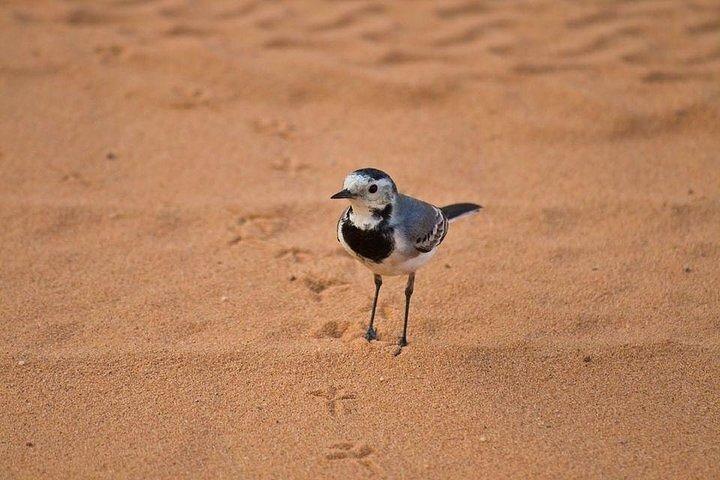 マルサアラムのベドウィンショーでクワッドバイクとラクダ乗り