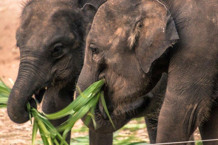 Galle/Mirissa/Tangalle: Transfer til Ella & Yala/Udawalawa Safari