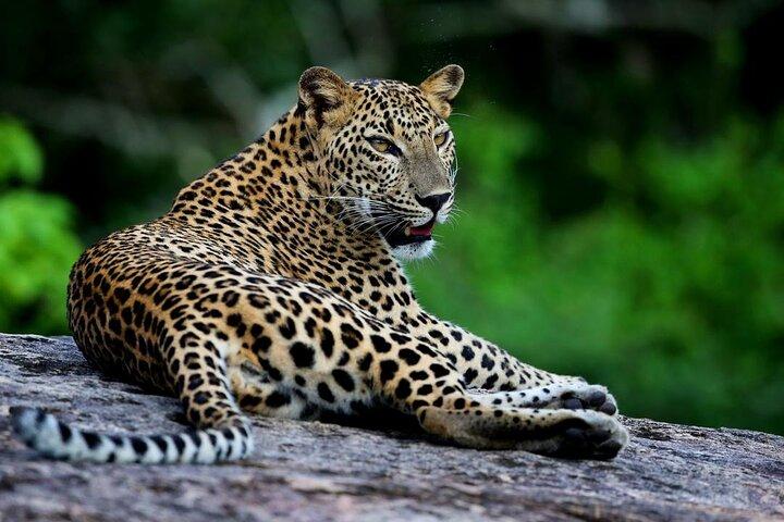 Galle/Mirissa/Tangalle: Transfer til Ella & Yala/Udawalawa Safari