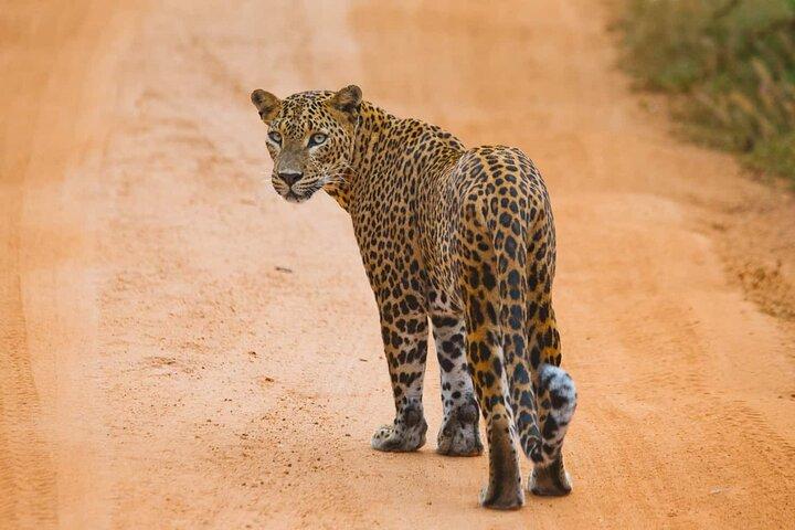 Galle/Mirissa/Tangalle: Transfer til Ella & Yala/Udawalawa Safari
