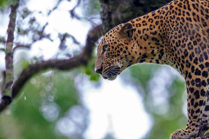 Yala Safari-dagtrip vanuit de gebieden Mirissa/Weligama/Galle/Tangalle
