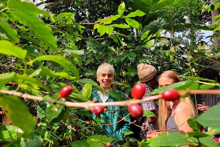 Dolda Arusha vattenfall, by och kaffe tur (all-inclusive)