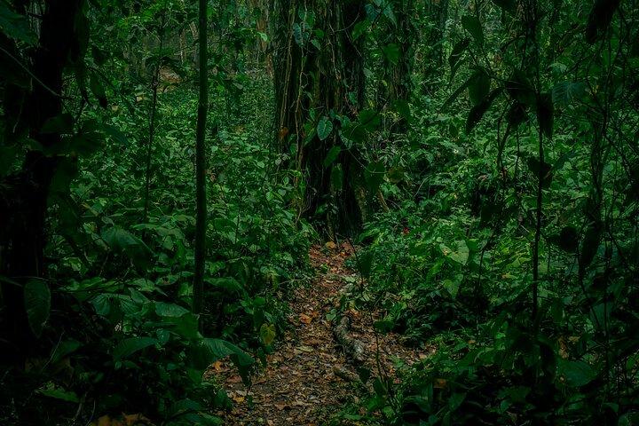 プエルトビエホのウォーキングツアー： ナマケモノ発見保証