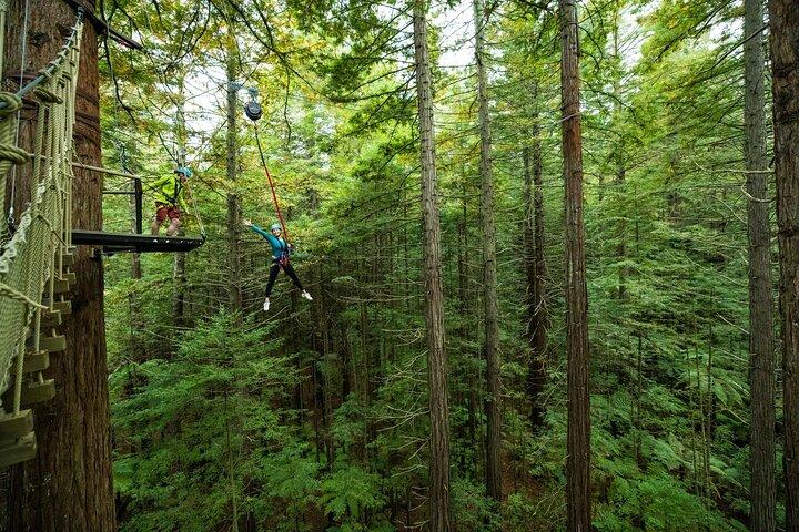 Rotorua: Sequoie Altitude High Ropes Adventure