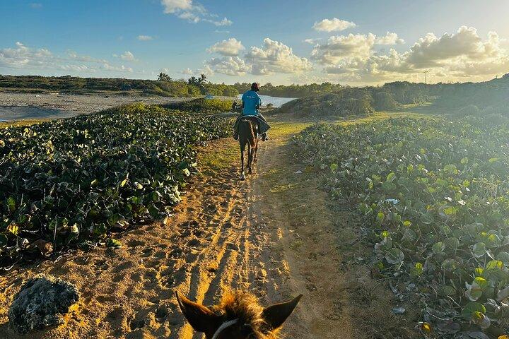 Sunset Horseback Ride på Macao Beach & Forest med överföringar