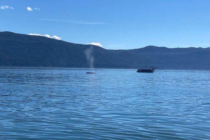 メンデンホール氷河の滝とホエールウォッチングツアー