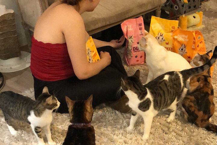 ウィスカーとコーヒー：愛猫とリラックスして遊ぶ