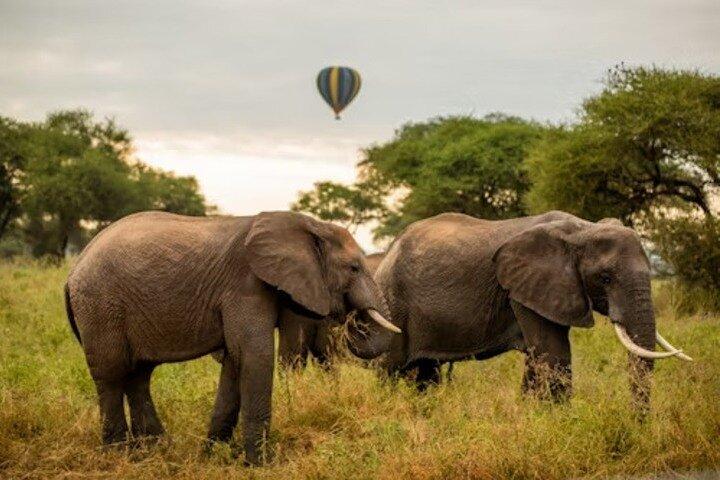 Nature's Canvas, safari de 2 días a Tarangire y al cráter Ngorongoro