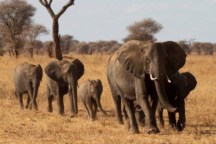 Nature's Canvas, safari de 2 días a Tarangire y al cráter Ngorongoro