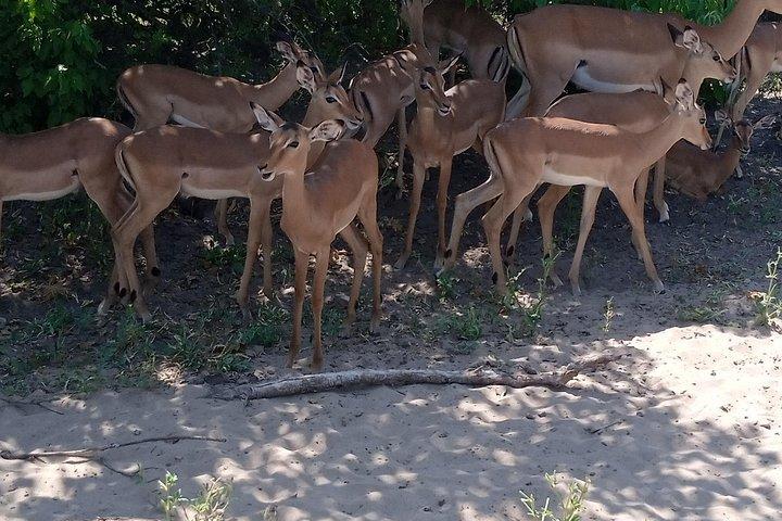 De Chobe Safari-dagtrip vanuit Livingstone