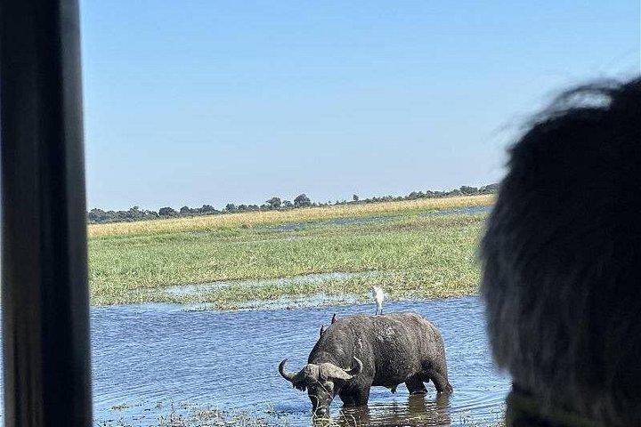 De Chobe Safari-dagtrip vanuit Livingstone