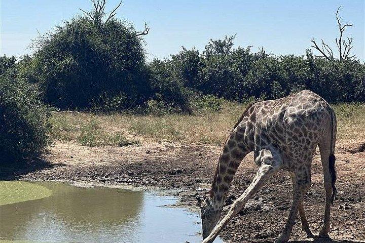 De Chobe Safari-dagtrip vanuit Livingstone