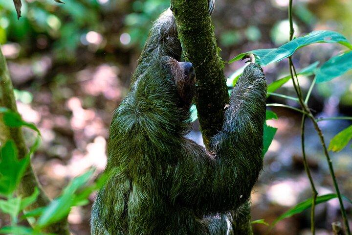 Rio Celeste waterfall and slothland excursion