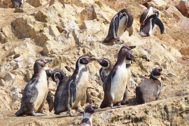 Ica Paracas full day | From Lima |